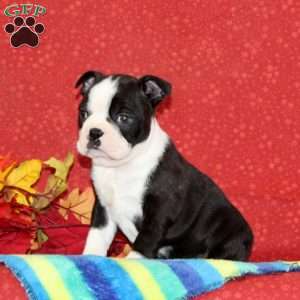 Pansy, Boston Terrier Puppy